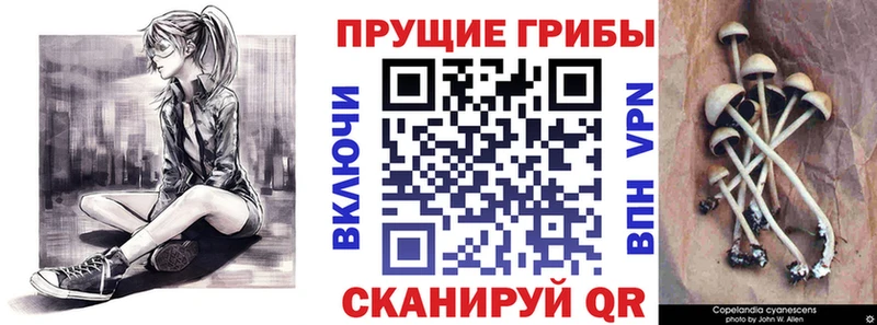 Псилоцибиновые грибы Psilocybine cubensis  закладка  Чекалин 
